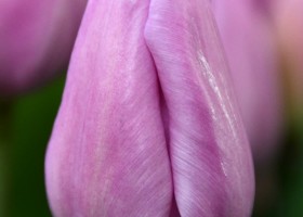 Tulipa Alibi ® (3)